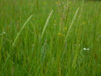 Cynosurus cristatus 33, Kamgras, Saxifraga-Ed Stikvoort