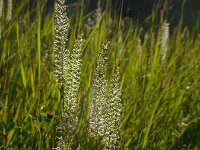 Cynosurus cristatus 34, Kamgras, Saxifraga-Ed Stikvoort