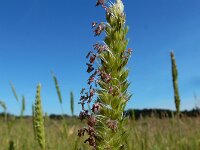 Cynosurus cristatus 39, Kamgras, Saxifraga-Ed Stikvoort