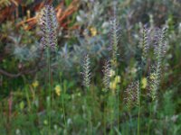 Cynosurus cristatus 43, Kamgras, Saxifraga-Ed Stikvoort
