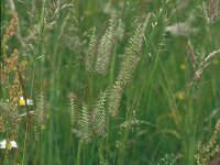 Cynosurus cristatus 5, Kamgras, Saxifraga-Jan van der Straaten