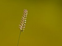 Cynosurus cristatus 7, Kamgras, Saxifraga-Rudmer Zwerver