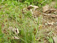 Cyperus bulbosus 4, Saxifraga-Rutger Barendse
