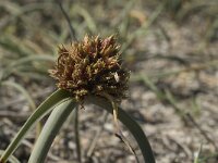 Cyperus capitatus 11, Saxifraga-Jan van der Straaten