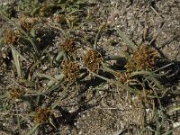 Cyperus capitatus 12, Saxifraga-Willem van Kruijsbergen