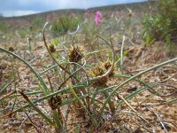 Cyperus capitatus 15, Saxifraga-Ed Stikvoort