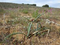 Cyperus capitatus 20, Saxifraga-Ed Stikvoort
