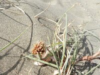 Cyperus capitatus 24, Saxifraga-Rutger Barendse