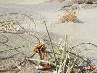 Cyperus capitatus 25, Saxifraga-Rutger Barendse