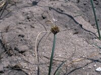 Cyperus capitatus 5, Saxifraga-Jan van der Straaten