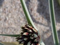 Cyperus capitatus 6, Saxifraga-Rutger Barendse