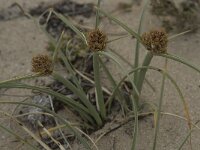 Cyperus capitatus 7, Saxifraga-Willem van Kruijsbergen