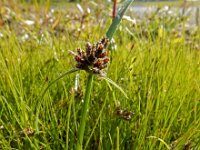 Cyperus fuscus 11, Bruin cypergras, Saxifraga-Ed Stikvoort