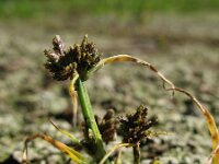 Cyperus fuscus 3, Bruin cypergras, Saxifraga-Rutger Barendse