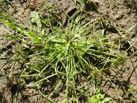 Cyperus fuscus 8, Bruin cypergras, Saxifraga-Rutger Barendse