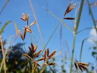 Cyperus longus 13, Rood cypergras, Saxifraga-Ed Stikvoort