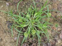 Cyperus michelianus 2, Saxifraga-Jasenka Topic