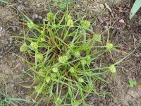 Cyperus michelianus 3, Saxifraga-Jasenka Topic