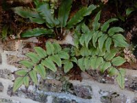 Cyrtomium fortunei 5, Smalle ijzervaren, Saxifraga-Ed Stikvoort : Neeltje Jans