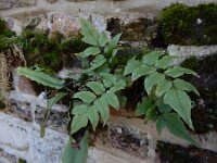 Cyrtomium fortunei 6, Smalle ijzervaren, Saxifraga-Ed Stikvoort : Zuidkust Schouwen