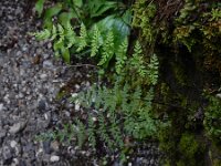Cystopteris fragilis 15, Blaasvaren, Saxifraga-Ed Stikvoort