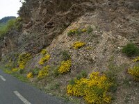 Cytisus oromediterraneus 13, Saxifraga-Willem van Kruijsbergen