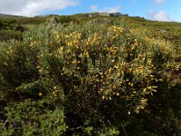 Cytisus oromediterraneus 14, Saxifraga-Ed Stikvoort