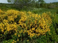 Cytisus oromediterraneus 15, Saxifraga-Ed Stikvoort : 12 juni 2024 Col du Béal en richting Chamazel