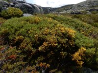Cytisus oromediterraneus 16, Saxifraga-Ed Stikvoort