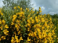 Cytisus oromediterraneus 17, Saxifraga-Ed Stikvoort : 12 juni 2024 Col du Béal en richting Chamazel