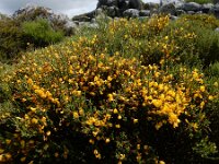 Cytisus oromediterraneus 18, Saxifraga-Ed Stikvoort