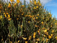 Cytisus oromediterraneus 19, Saxifraga-Ed Stikvoort
