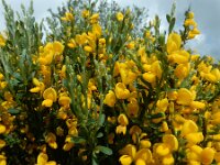 Cytisus oromediterraneus 20, Saxifraga-Ed Stikvoort : 12 juni 2024 Col du Béal en richting Chamazel