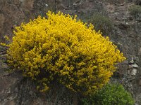 Cytisus oromediterraneus 6, Saxifraga-Willem van Kruijsbergen