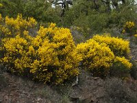 Cytisus oromediterraneus 9, Saxifraga-Willem van Kruijsbergen