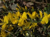 Cytisus sauzeanus 3, Saxifraga-Marijke Verhagen