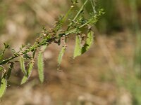 Cytisus scoparius 13, Brem, Saxifraga-Jan van der Straaten