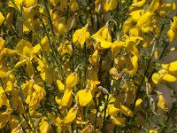 Cytisus scoparius 18, Brem, Saxifraga-Jan van der Straaten