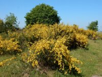 Cytisus scoparius 8, Brem, Saxifraga-Ed Stikvoort