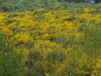 Cytisus scoparius 90, Brem, Saxifraga-Jan Nijendijk