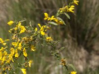 Cytisus scoparius 91, Brem, Saxifraga-Jan van der Straaten