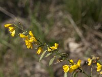Cytisus scoparius 92, Brem, Saxifraga-Jan van der Straaten