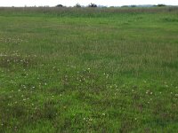 Odontites vernus 23, Rode ogentroost, Saxifraga-Hans Boll