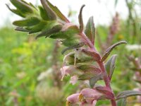 Odontites vernus ssp serotinus 1, Rode ogentroost, Saxifraga-Rutger Barendse