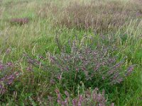 Odontites vernus ssp serotinus 15, Rode ogentroost, Saxifraga-Ed Stikvoort