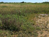 Odontites vernus ssp serotinus 27, Rode ogentroost, Saxifraga-Hans Boll