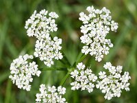 Oenanthe aquatica 12, Watertorkruid, Saxifraga-Sonja Bouwman  906. Watertorkruid - Oenanthe aquatica - Apiaceae familie (i) Leersumse Veld (Leersum)