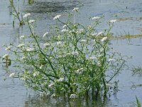 Oenanthe aquatica 15, Watertorkruid, Saxifraga-Hans Grotenhuis
