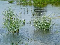 Oenanthe aquatica 16, Watertorkruid, Saxifraga-Hans Grotenhuis