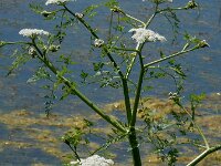Oenanthe aquatica 17, Watertorkruid, Saxifraga-Ed Stikvoort